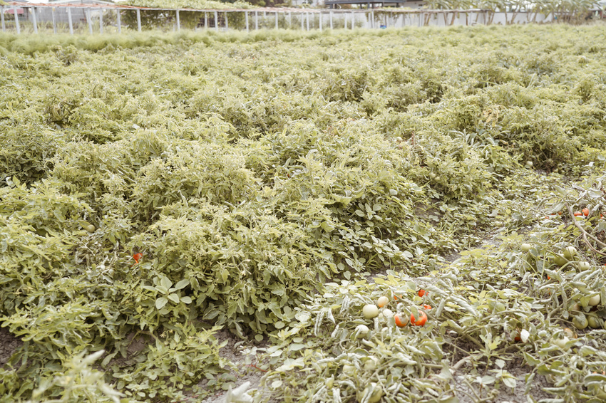 台南親子行程 2020國產雜糧十大經典體驗路線 西港區農會「西港農濃麻香手作體驗」一起到胡麻田中探索田園風光 體驗純樸農村美景23.jpg