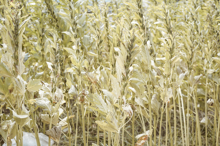 台南親子行程 2020國產雜糧十大經典體驗路線 西港區農會「西港農濃麻香手作體驗」一起到胡麻田中探索田園風光 體驗純樸農村美景35.jpg