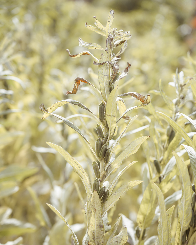 台南親子行程 2020國產雜糧十大經典體驗路線 西港區農會「西港農濃麻香手作體驗」一起到胡麻田中探索田園風光 體驗純樸農村美景37.jpg