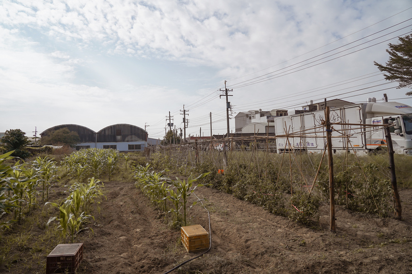 台南親子行程 2020國產雜糧十大經典體驗路線 西港區農會「西港農濃麻香手作體驗」一起到胡麻田中探索田園風光 體驗純樸農村美景15.jpg