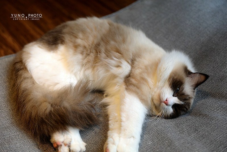 醉貓Drunk Cat 餐酒貓咪控東區餐酒館184 醉貓Drunk Cat 餐酒貓咪控東區餐酒館184