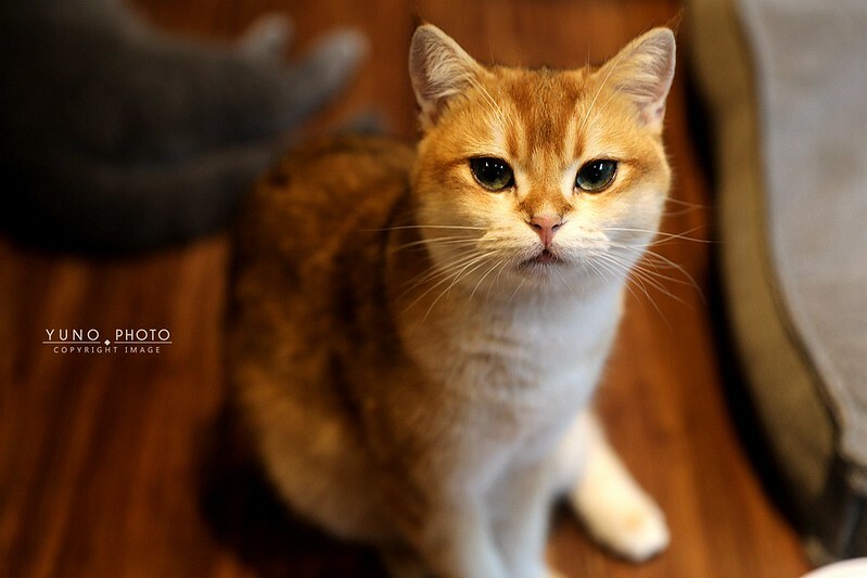 醉貓Drunk Cat 餐酒貓咪控東區餐酒館188 醉貓Drunk Cat 餐酒貓咪控東區餐酒館188