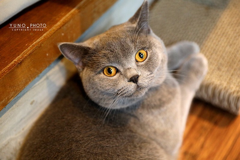 醉貓Drunk Cat 餐酒貓咪控東區餐酒館190 醉貓Drunk Cat 餐酒貓咪控東區餐酒館190