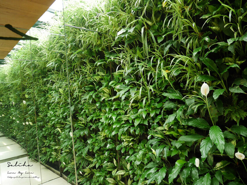 台北小巨蛋美食餐廳推薦Salad Den早午餐沙拉咖啡果汁甜點超好拍植物牆 (2) 台北小巨蛋美食餐廳推薦Salad Den早午餐沙拉咖啡果汁甜點超好拍植物牆 (2)