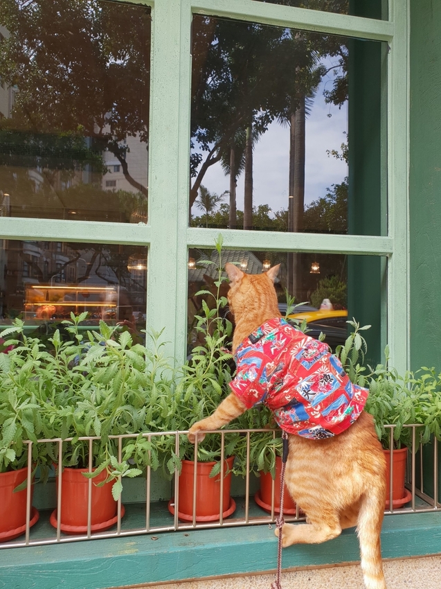 235502.jpg - 【台北.東門】Lesafricot東門新開幕網美餐廳。寵物友善需裝提籠。北非風格超級好拍+食物好吃