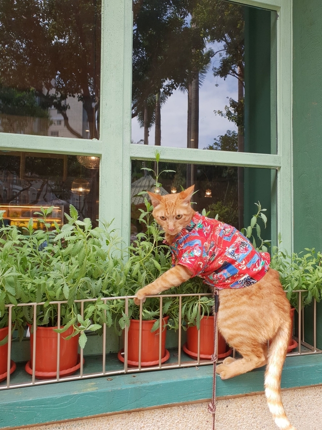 235503.jpg - 【台北.東門】Lesafricot東門新開幕網美餐廳。寵物友善需裝提籠。北非風格超級好拍+食物好吃