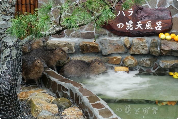 宜蘭景點  ▏新萌主報到！張美阿嬷農場，超人氣水豚君駕到！還能跟可愛梅花鹿互動拍照喔～ @捲捲頭 Wonderful 品味。生活