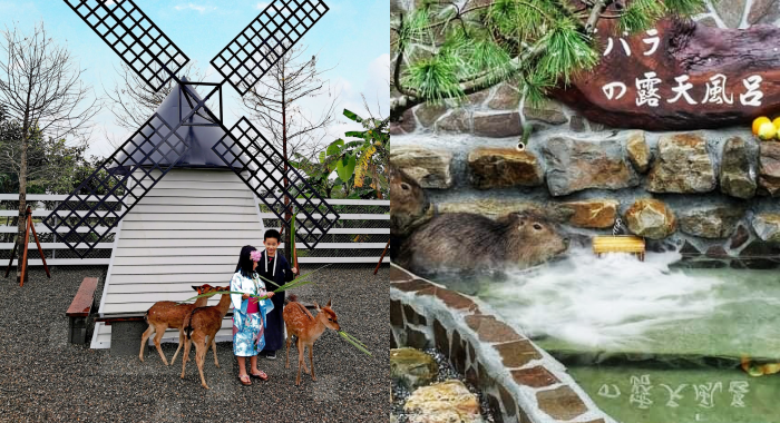 宜蘭景點  ▏新萌主報到！張美阿嬷農場，超人氣水豚君駕到！還能跟可愛梅花鹿互動拍照喔～ @捲捲頭 Wonderful 品味。生活