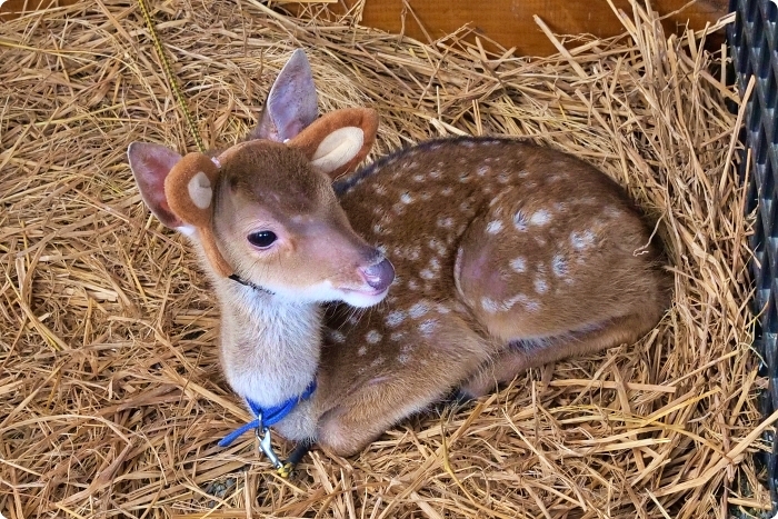 宜蘭景點  ▏新萌主報到！張美阿嬷農場，超人氣水豚君駕到！還能跟可愛梅花鹿互動拍照喔～ @捲捲頭 Wonderful 品味。生活