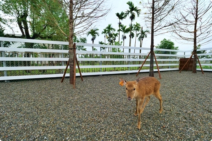 宜蘭景點  ▏新萌主報到！張美阿嬷農場，超人氣水豚君駕到！還能跟可愛梅花鹿互動拍照喔～ @捲捲頭 Wonderful 品味。生活