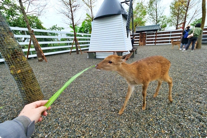宜蘭景點  ▏新萌主報到！張美阿嬷農場，超人氣水豚君駕到！還能跟可愛梅花鹿互動拍照喔～ @捲捲頭 Wonderful 品味。生活