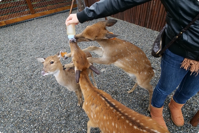 宜蘭景點  ▏新萌主報到！張美阿嬷農場，超人氣水豚君駕到！還能跟可愛梅花鹿互動拍照喔～ @捲捲頭 Wonderful 品味。生活