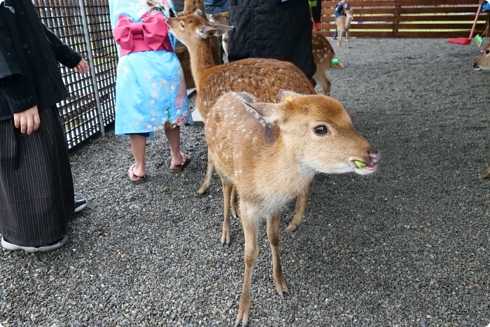 宜蘭景點  ▏新萌主報到！張美阿嬷農場，超人氣水豚君駕到！還能跟可愛梅花鹿互動拍照喔～ @捲捲頭 Wonderful 品味。生活
