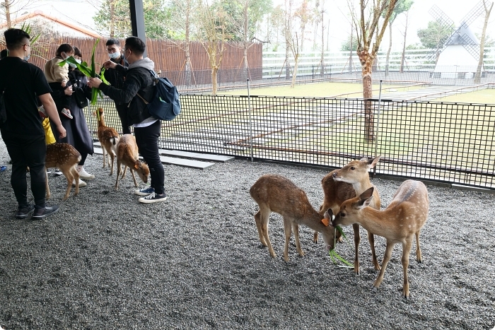 宜蘭景點  ▏新萌主報到！張美阿嬷農場，超人氣水豚君駕到！還能跟可愛梅花鹿互動拍照喔～ @捲捲頭 Wonderful 品味。生活