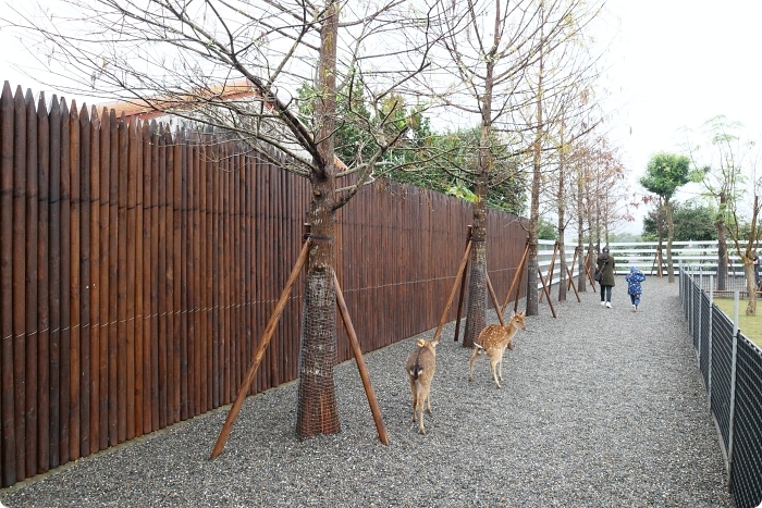 宜蘭景點  ▏新萌主報到！張美阿嬷農場，超人氣水豚君駕到！還能跟可愛梅花鹿互動拍照喔～ @捲捲頭 Wonderful 品味。生活