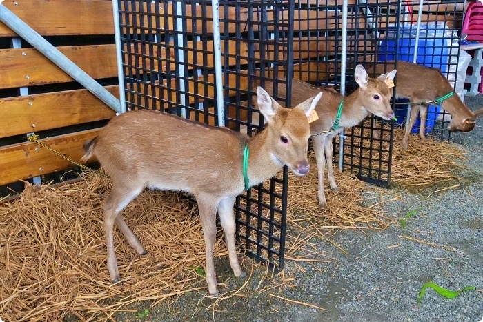 宜蘭景點  ▏新萌主報到！張美阿嬷農場，超人氣水豚君駕到！還能跟可愛梅花鹿互動拍照喔～ @捲捲頭 Wonderful 品味。生活