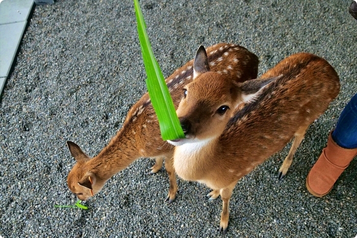 宜蘭景點  ▏新萌主報到！張美阿嬷農場，超人氣水豚君駕到！還能跟可愛梅花鹿互動拍照喔～ @捲捲頭 Wonderful 品味。生活