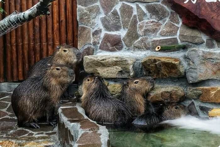 宜蘭景點  ▏新萌主報到！張美阿嬷農場，超人氣水豚君駕到！還能跟可愛梅花鹿互動拍照喔～ @捲捲頭 Wonderful 品味。生活