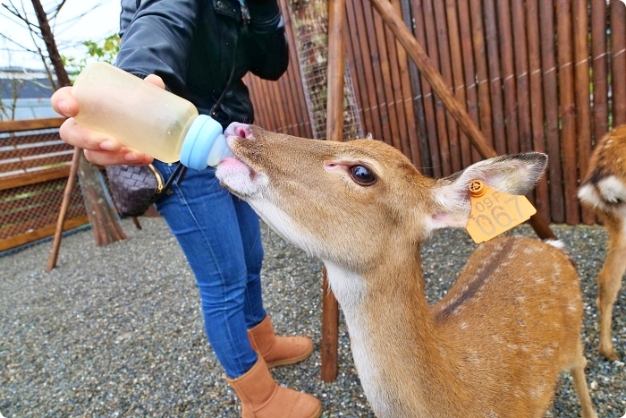 宜蘭景點  ▏新萌主報到！張美阿嬷農場，超人氣水豚君駕到！還能跟可愛梅花鹿互動拍照喔～ @捲捲頭 Wonderful 品味。生活