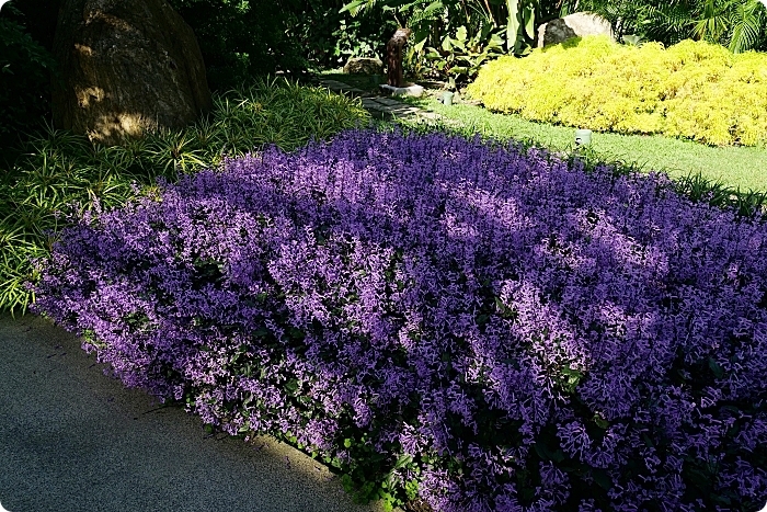 花蓮住宿 ▏秧悅美地度假酒店。置身海島的夢幻泳池X花草森林早餐，還有客房專屬芳療蒸氣浴！ @捲捲頭 Wonderful 品味。生活