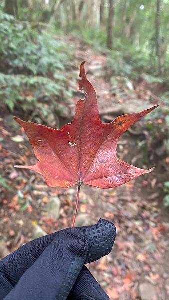 Jessica遊記-人生第一次挑戰新竹尖石鄉中級山「高台山+小島田山+中島田山+大島田山縱走」花費7小時，挑戰成功！（爬山是敬畏之心）