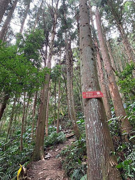 Jessica遊記-人生第一次挑戰新竹尖石鄉中級山「高台山+小島田山+中島田山+大島田山縱走」花費7小時，挑戰成功！（爬山是敬畏之心）