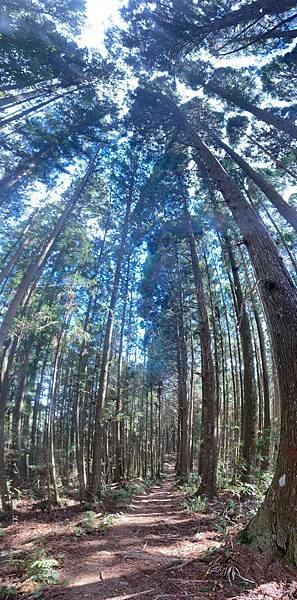 Jessica遊記-人生第一次挑戰新竹尖石鄉中級山「高台山+小島田山+中島田山+大島田山縱走」花費7小時，挑戰成功！（爬山是敬畏之心）
