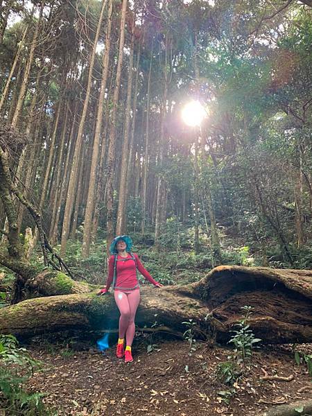 Jessica遊記-人生第一次挑戰新竹尖石鄉中級山「高台山+小島田山+中島田山+大島田山縱走」花費7小時，挑戰成功！（爬山是敬畏之心）