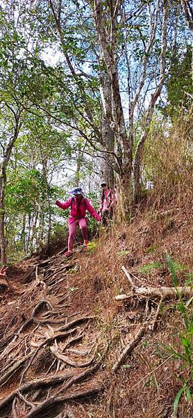 Jessica遊記-人生第一次挑戰新竹尖石鄉中級山「高台山+小島田山+中島田山+大島田山縱走」花費7小時，挑戰成功！（爬山是敬畏之心）