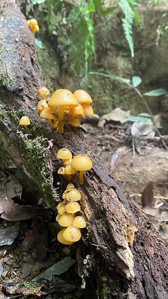 Jessica遊記-人生第一次挑戰新竹尖石鄉中級山「高台山+小島田山+中島田山+大島田山縱走」花費7小時，挑戰成功！（爬山是敬畏之心）