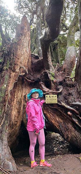 Jessica遊記-人生第一次挑戰新竹尖石鄉中級山「高台山+小島田山+中島田山+大島田山縱走」花費7小時，挑戰成功！（爬山是敬畏之心）