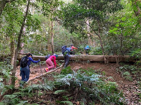 Jessica遊記-人生第一次挑戰新竹尖石鄉中級山「高台山+小島田山+中島田山+大島田山縱走」花費7小時，挑戰成功！（爬山是敬畏之心）