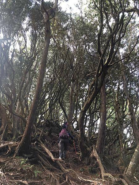 Jessica遊記-人生第一次挑戰新竹尖石鄉中級山「高台山+小島田山+中島田山+大島田山縱走」花費7小時，挑戰成功！（爬山是敬畏之心）