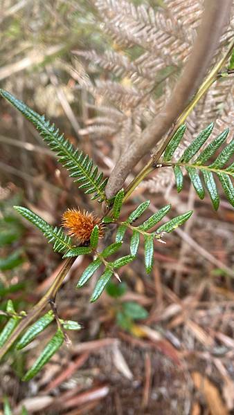 Jessica遊記-人生第一次挑戰新竹尖石鄉中級山「高台山+小島田山+中島田山+大島田山縱走」花費7小時，挑戰成功！（爬山是敬畏之心）