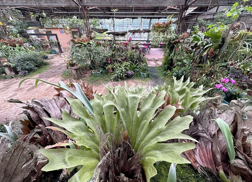 苗栗美食/三義土雞城，老字號三義美食，田野中的天堂美食極富詩情畫意 - Ann‧榜哥‧生活事務所