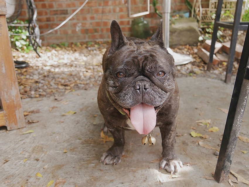 【花蓮市區】沈嬤嬤剝皮辣椒香腸┃跟著巷仔內一起吃，與招牌炸彈檸檬的絕妙組合┃ - / 郭郭的花東走跳生活 /