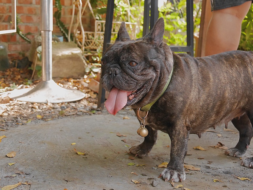 【花蓮市區】沈嬤嬤剝皮辣椒香腸┃跟著巷仔內一起吃，與招牌炸彈檸檬的絕妙組合┃ - / 郭郭的花東走跳生活 /