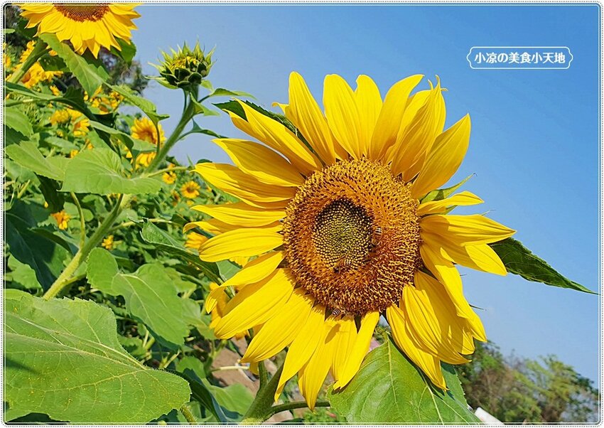 2021竹山燈會║牛舞花竹藝燈會,結合老街小吃美食、伴手禮、花海景點大搜羅,IG打卡必去景點,讓你一天走不完!