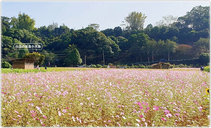 2021竹山燈會║牛舞花竹藝燈會,結合老街小吃美食、伴手禮、花海景點大搜羅,IG打卡必去景點,讓你一天走不完!