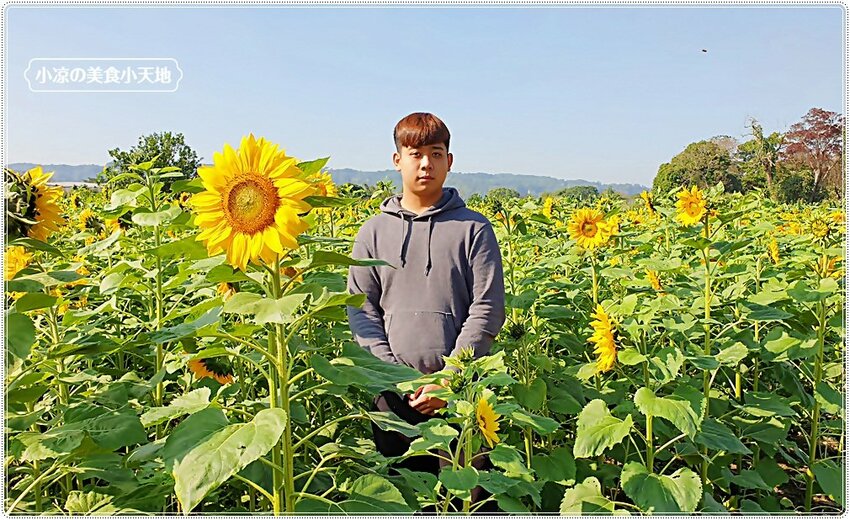 2021竹山燈會║牛舞花竹藝燈會,結合老街小吃美食、伴手禮、花海景點大搜羅,IG打卡必去景點,讓你一天走不完!