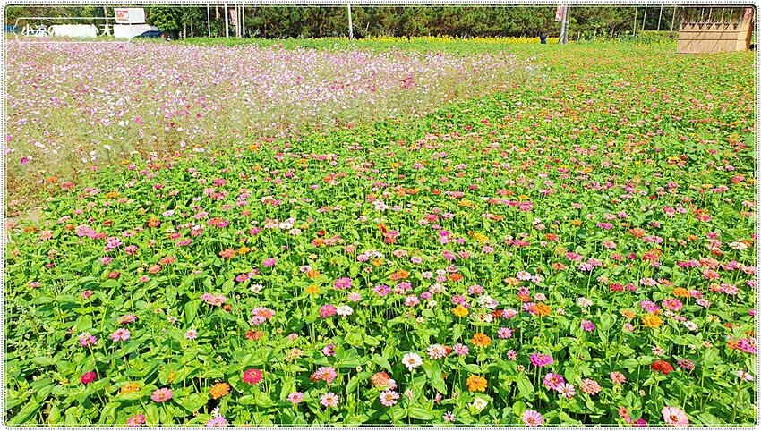 2021竹山燈會║牛舞花竹藝燈會,結合老街小吃美食、伴手禮、花海景點大搜羅,IG打卡必去景點,讓你一天走不完!