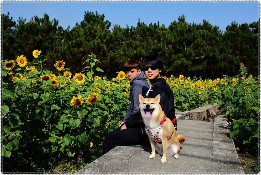 2021竹山燈會║牛舞花竹藝燈會,結合老街小吃美食、伴手禮、花海景點大搜羅,IG打卡必去景點,讓你一天走不完!