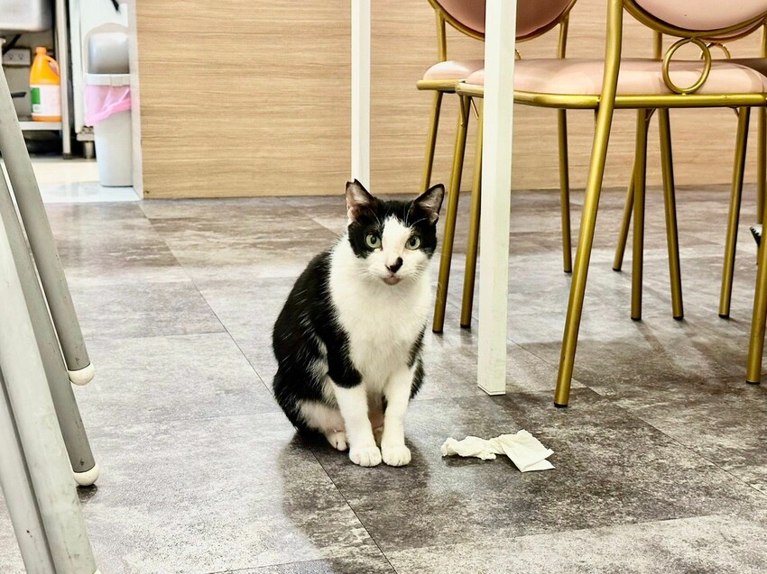 【基隆】基隆網美義式餐廳|美有計劃Café 會牽絲的浮誇舒芙蕾 基隆寵物友善咖啡廳