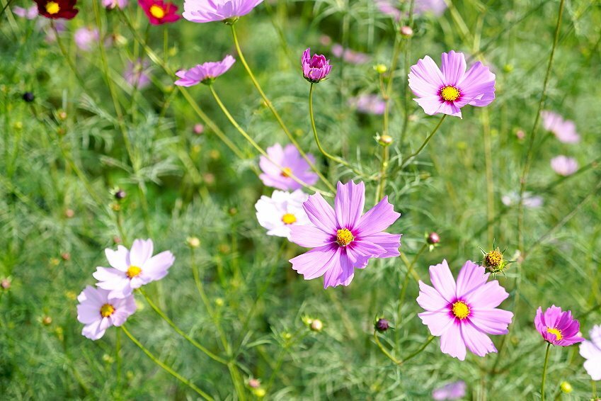 【2021竹山燈會】逛街美食地圖+拍照攻略(含小吃、伴手禮、停車場等)!