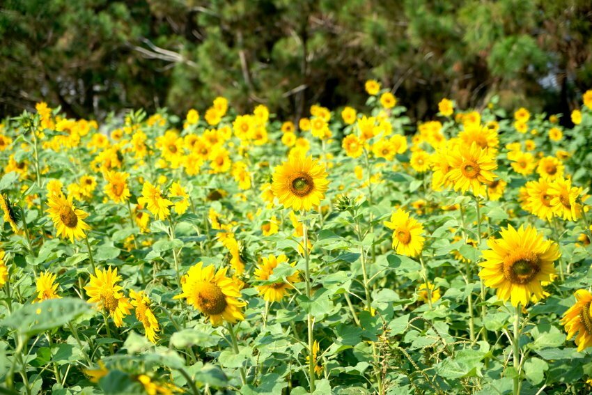 【2021竹山燈會】逛街美食地圖+拍照攻略(含小吃、伴手禮、停車場等)!