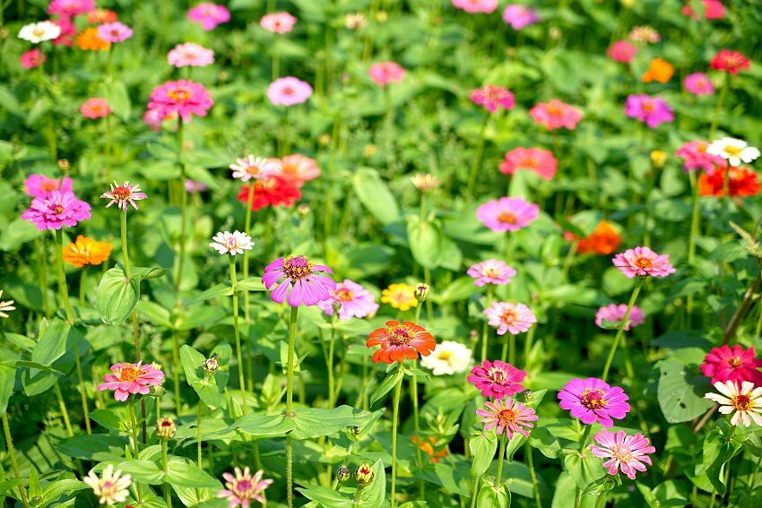 【2021竹山燈會】逛街美食地圖+拍照攻略(含小吃、伴手禮、停車場等)!