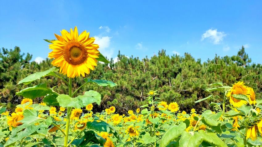 【2021竹山燈會】逛街美食地圖+拍照攻略(含小吃、伴手禮、停車場等)!