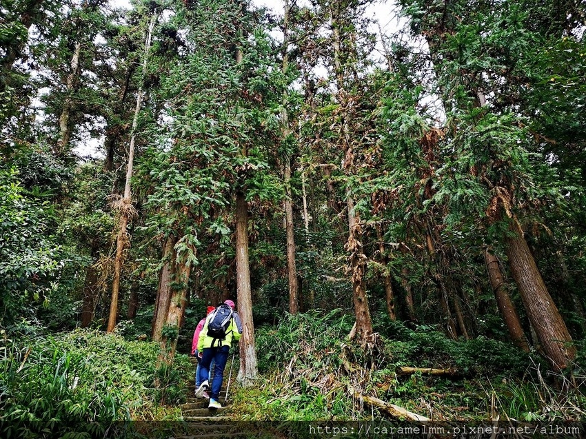 11 仙山登山步道.jpg