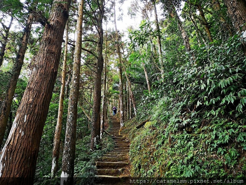 12 仙山登山步道.jpg