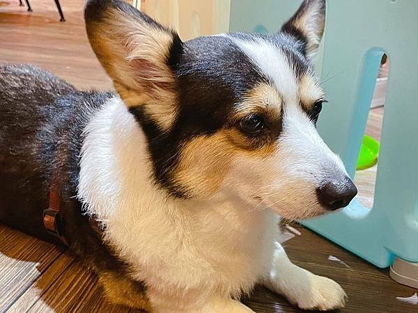 林口三井│eat enjoy意享美式餐廳-地表最強千層蛋糕，被美式餐廳耽誤的甜點店-寵物友善餐廳店狗柯基